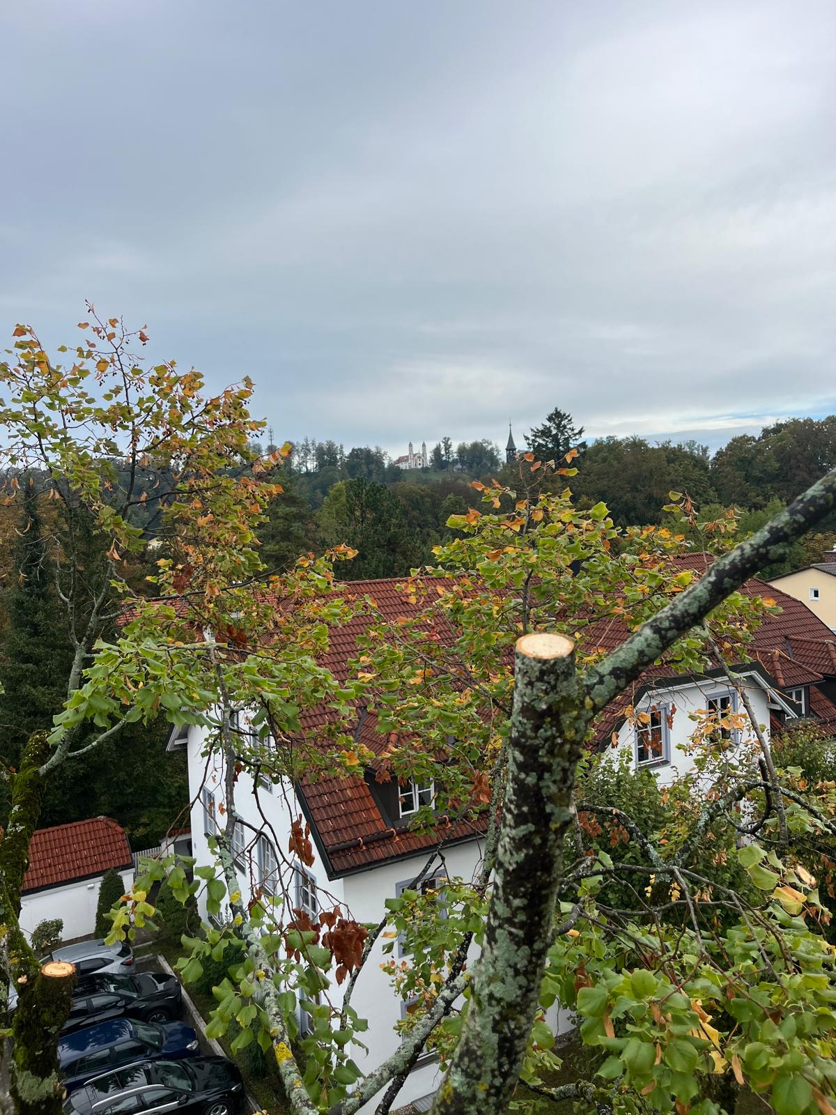 Blick aus einer bearbeiteten Baumkrone