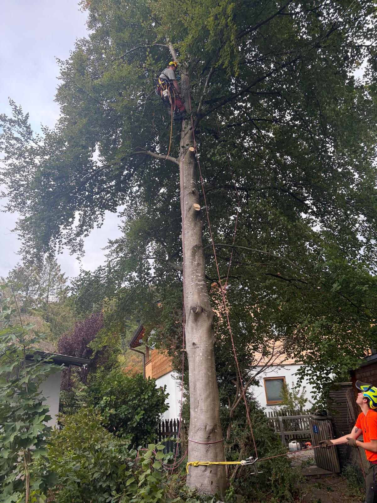 Seilkletterer am Baum neben einem Haus