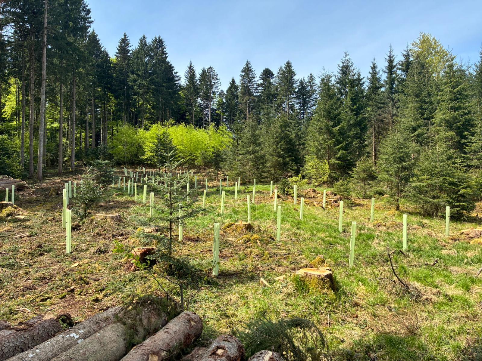 Pflanzfläche nach der Waldbegründung mit jungen Pflanzen in Wuchshüllen