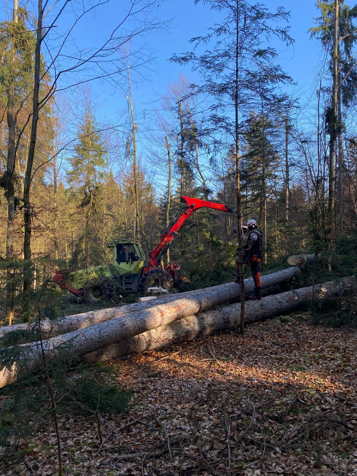 WF Trac bei der Holzrückung im Wald